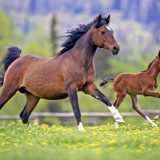Horses_Cubs_Two_Run_506546 (1)